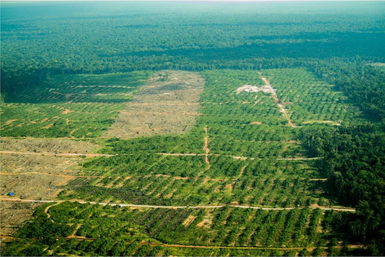 Kakaoplantasjen i Tamshiyacu, midt i Amazonas, 2018.